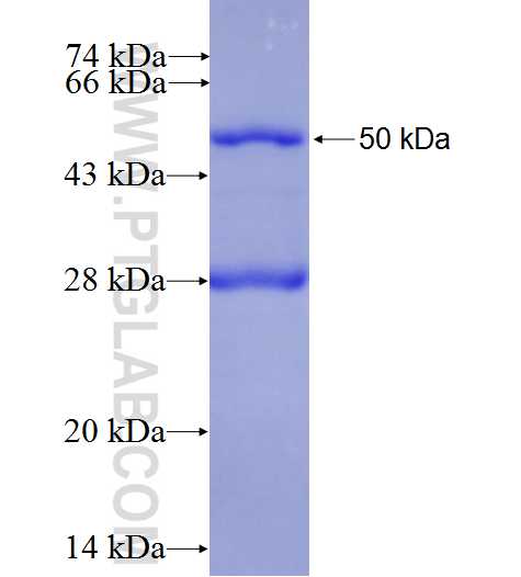 HSPBP1 fusion protein Ag0282 SDS-PAGE