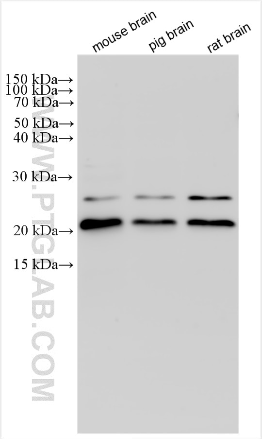 Western Blot (WB) analysis of various lysates using HSPC159 Polyclonal antibody (16708-1-AP)