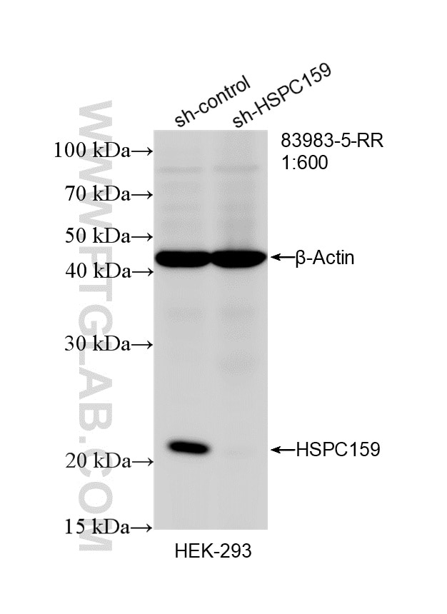 Western Blot (WB) analysis of HEK-293 cells using HSPC159 Recombinant monoclonal antibody (83983-5-RR)