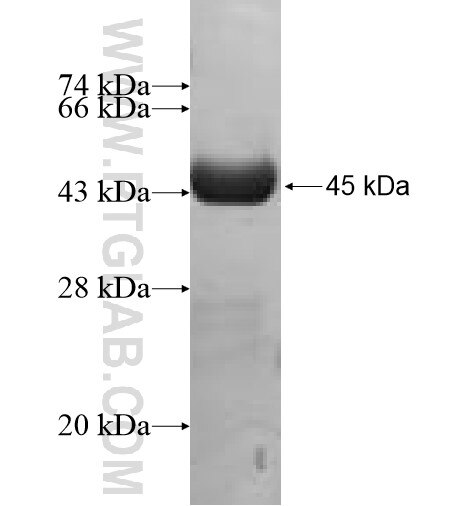 HSPC159 fusion protein Ag10109 SDS-PAGE