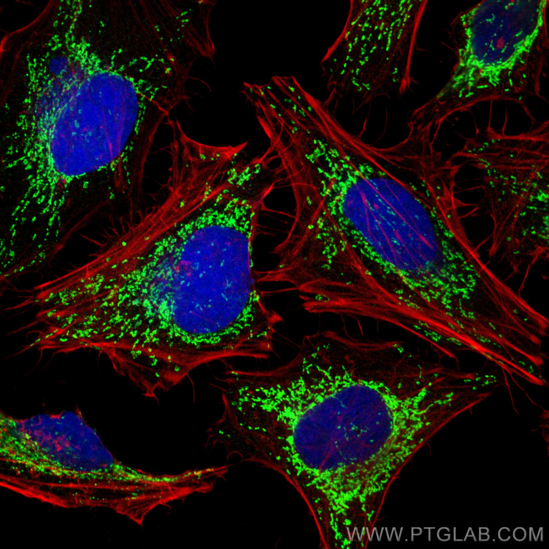 Immunofluorescence (IF) / fluorescent staining of HeLa cells using HSP60 Polyclonal antibody (15282-1-AP)