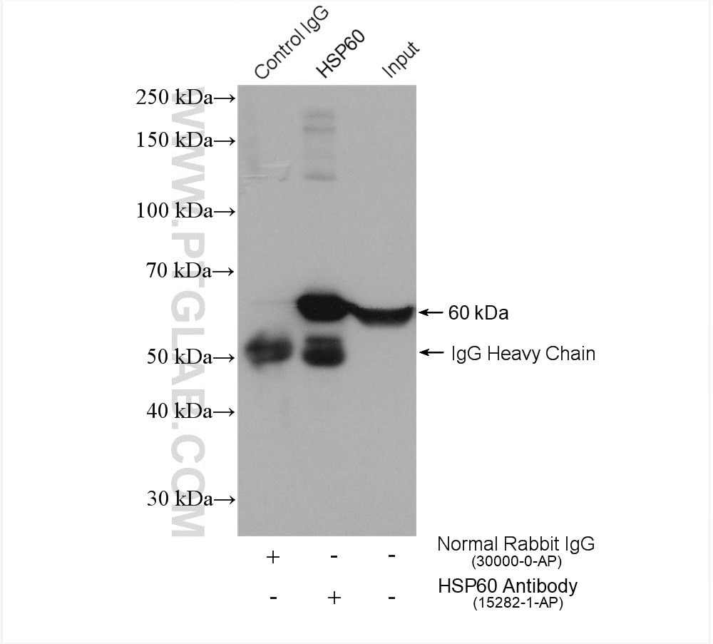 Immunoprecipitation (IP) experiment of HEK-293 cells using HSP60 Polyclonal antibody (15282-1-AP)