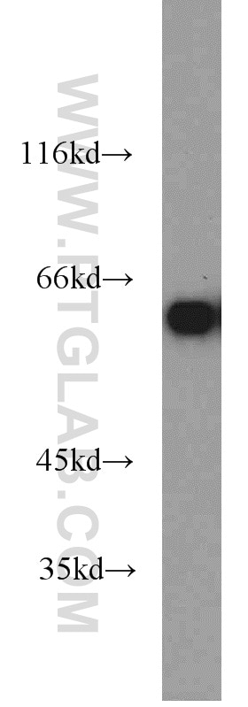 Western Blot (WB) analysis of NIH/3T3 cells using HSP60 Polyclonal antibody (15282-1-AP)