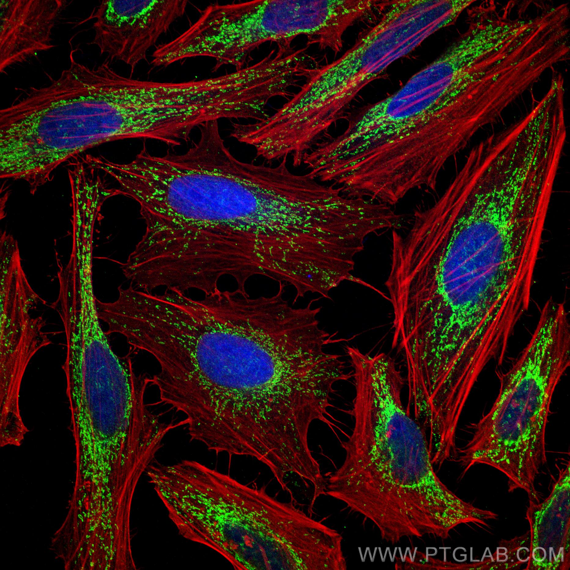 Immunofluorescence (IF) / fluorescent staining of HeLa cells using HSP60 Monoclonal antibody (66041-1-Ig)