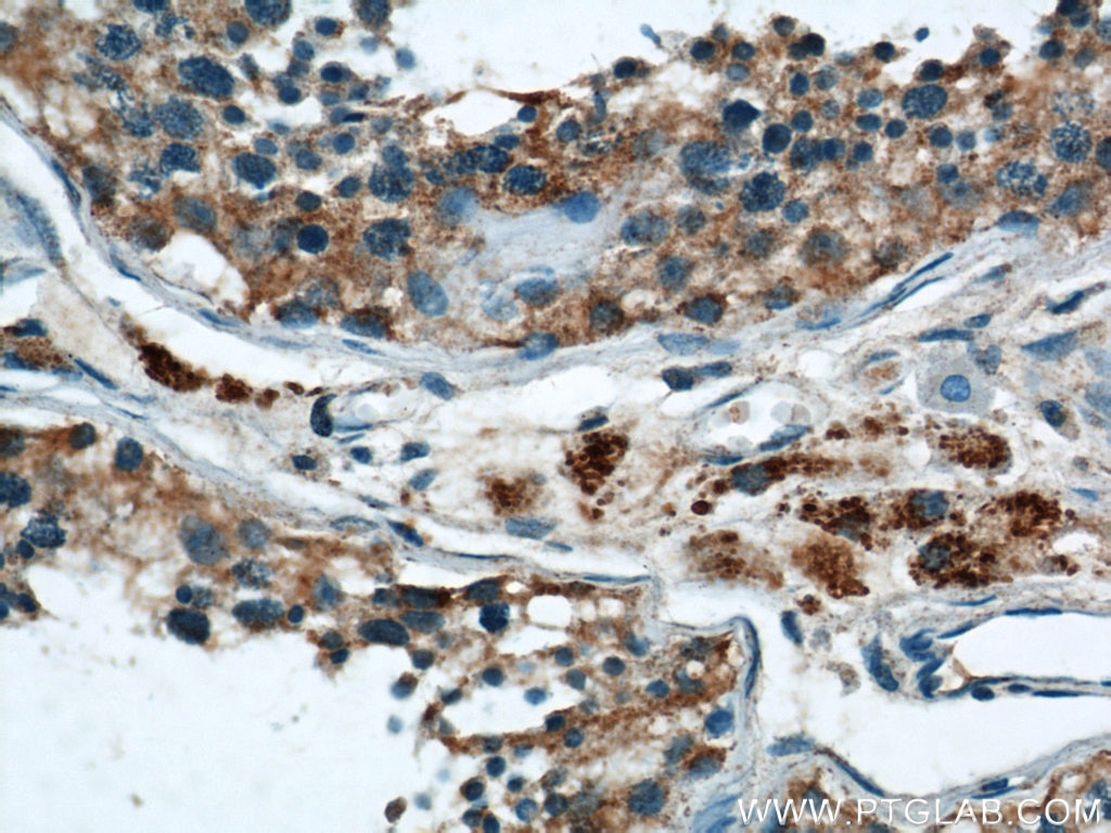 Immunohistochemistry (IHC) staining of human testis tissue using HSP60 Monoclonal antibody (66041-1-Ig)