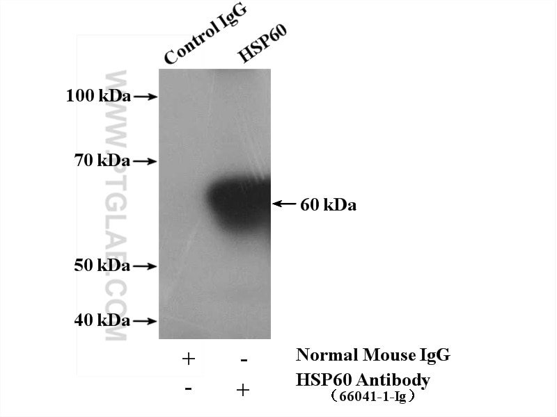 Immunoprecipitation (IP) experiment of mouse liver tissue using HSP60 Monoclonal antibody (66041-1-Ig)