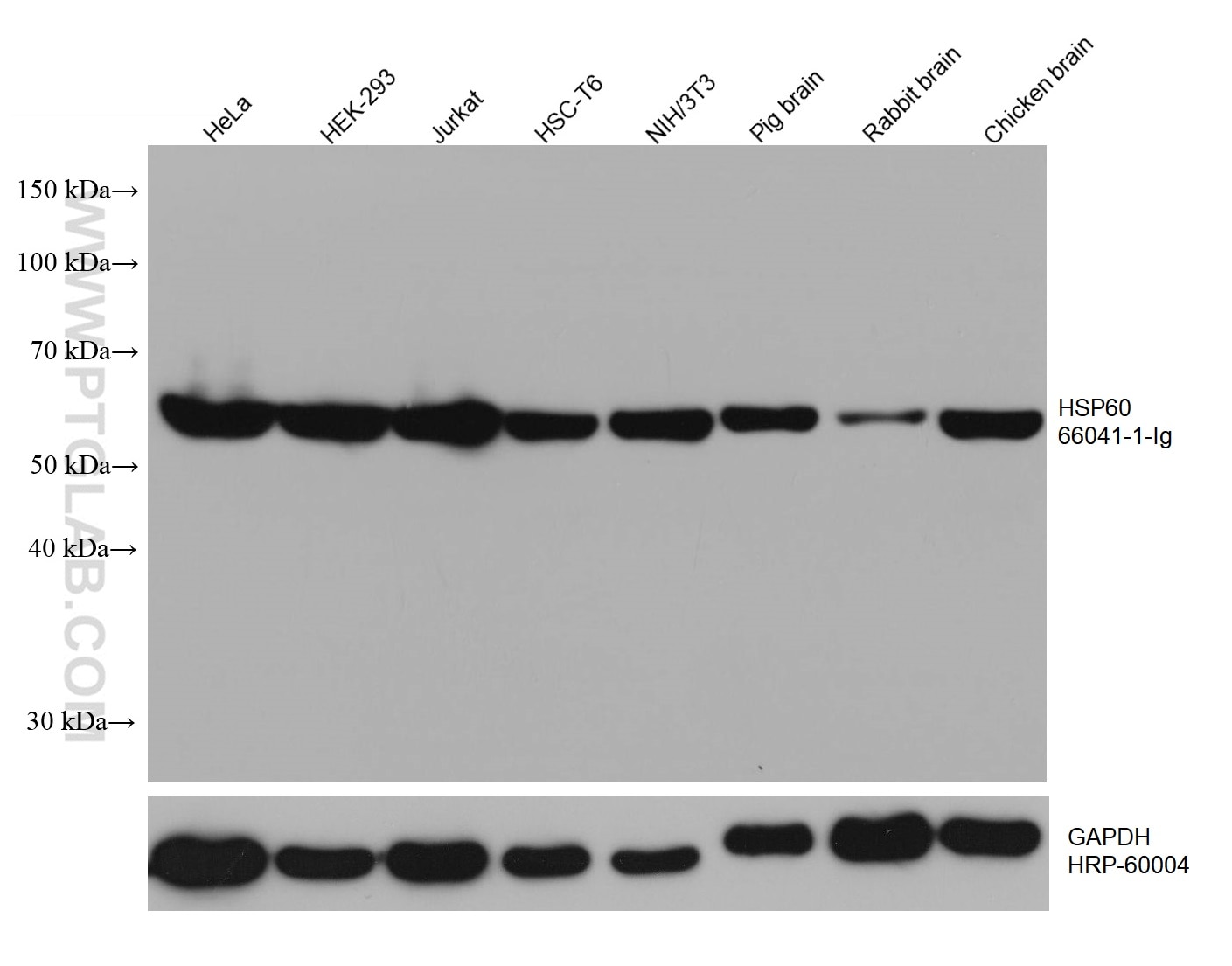 Western Blot (WB) analysis of various lysates using HSP60 Monoclonal antibody (66041-1-Ig)