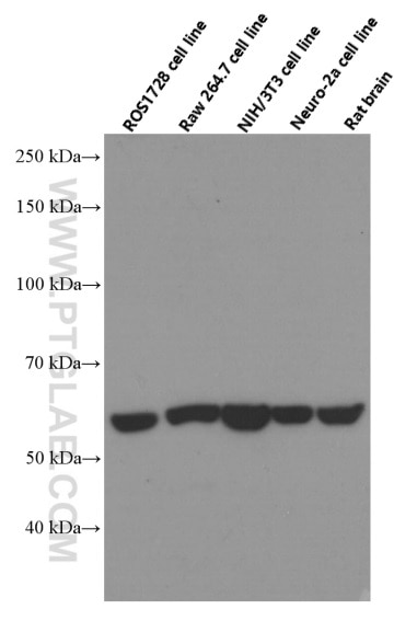 HSP60 Monoclonal antibody