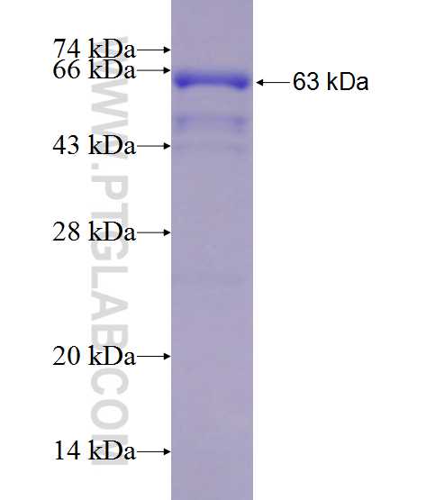 HSPD1 fusion protein Ag7401 SDS-PAGE