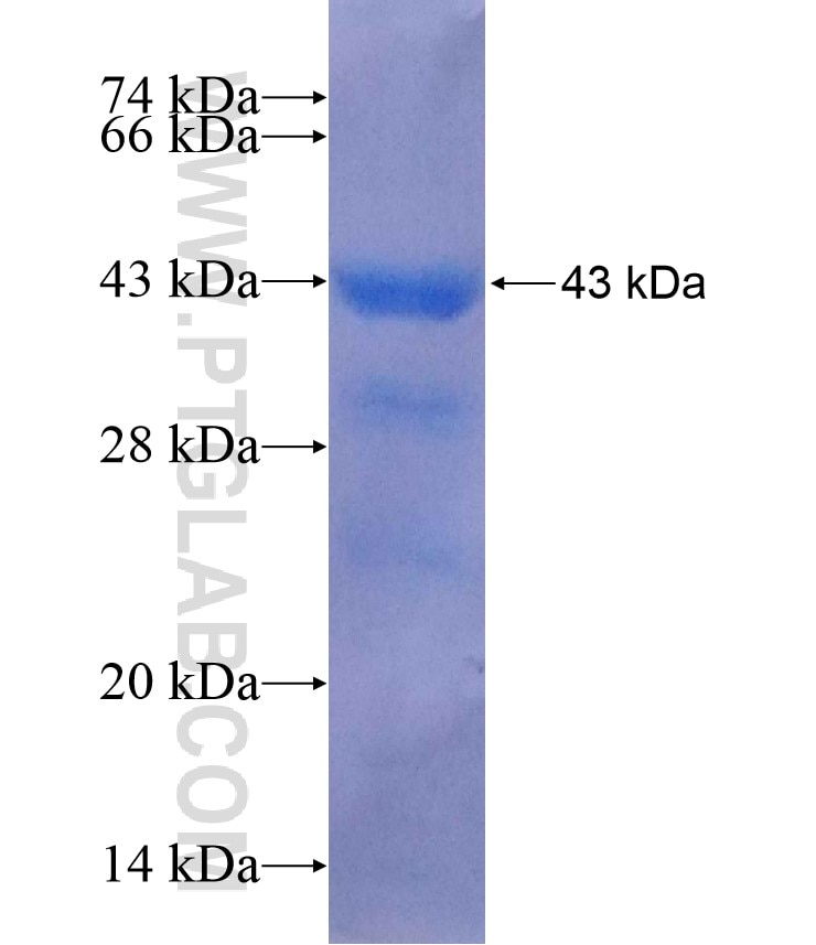 HSPD1 fusion protein Ag7848 SDS-PAGE