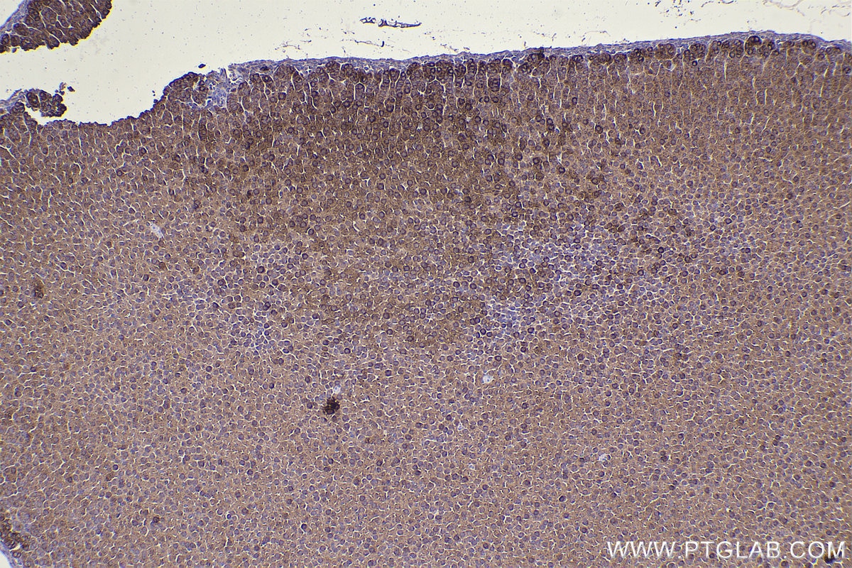 Immunohistochemistry (IHC) staining of mouse adrenal gland tissue using HSP10 Polyclonal antibody (16512-1-AP)