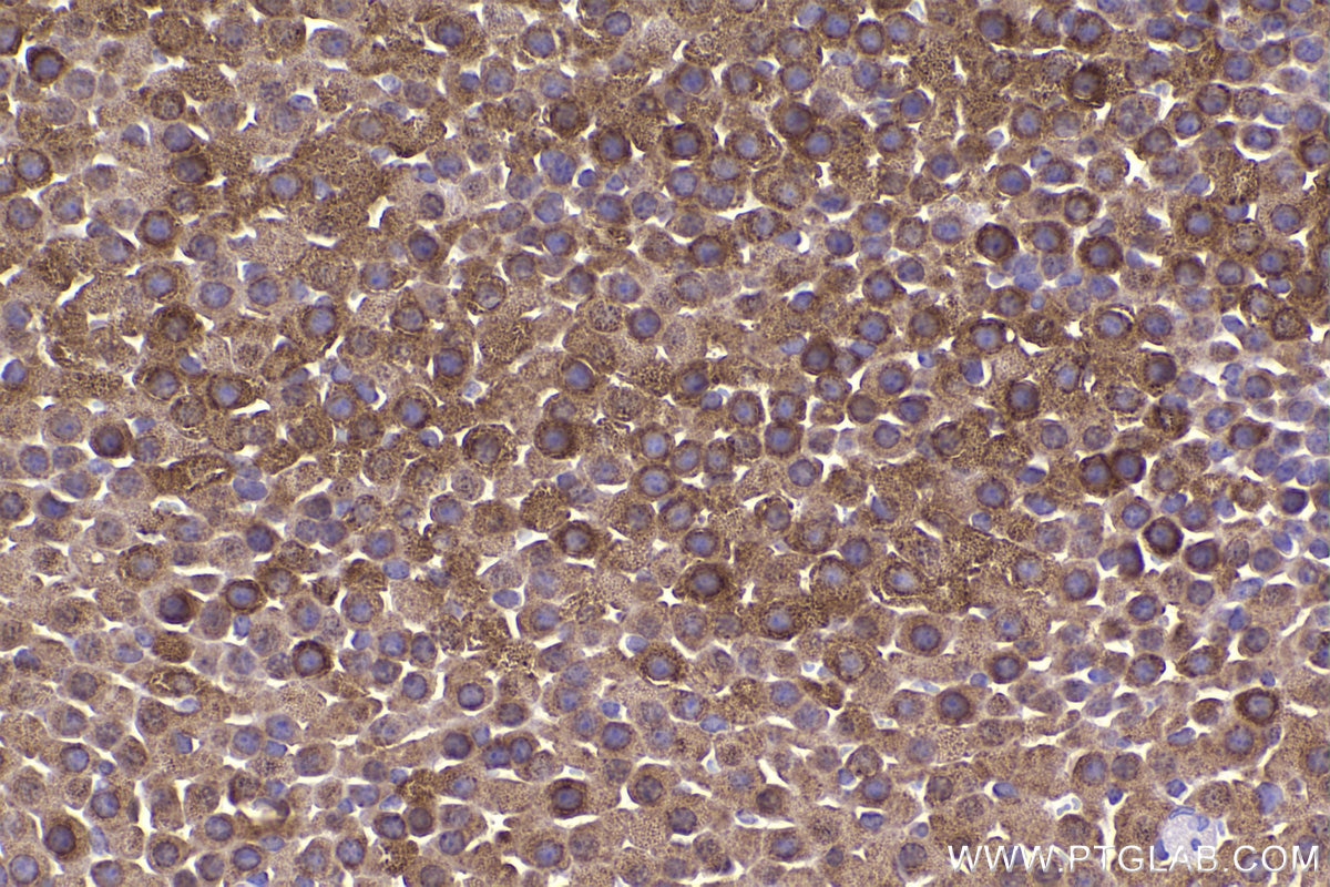 Immunohistochemistry (IHC) staining of mouse adrenal gland tissue using HSP10 Polyclonal antibody (16512-1-AP)