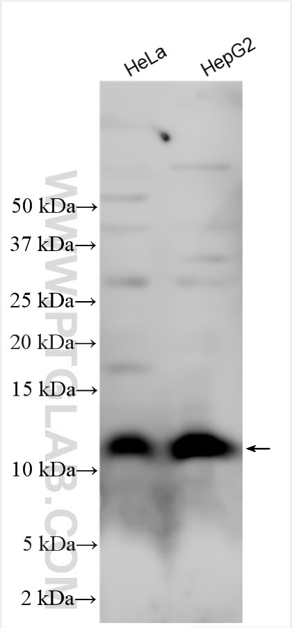 Western Blot (WB) analysis of various lysates using HSP10 Polyclonal antibody (16512-1-AP)
