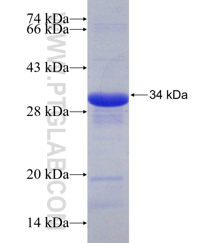 HSPG2 fusion protein Ag30846 SDS-PAGE