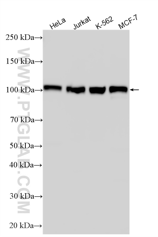 Western Blot (WB) analysis of various lysates using HSPH1 Polyclonal antibody (13383-1-AP)