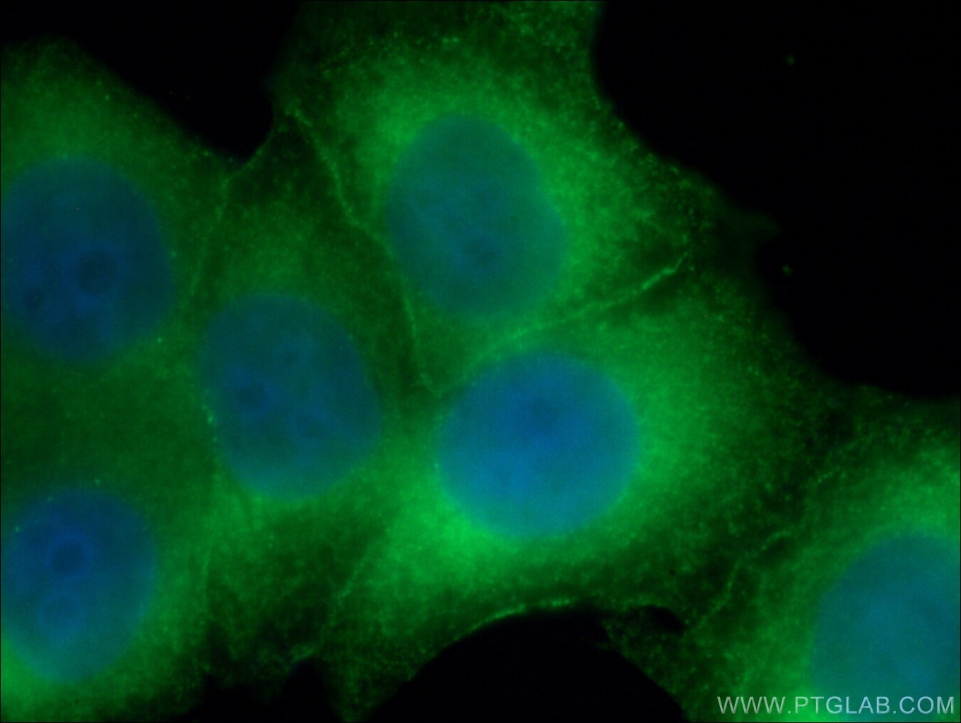 Immunofluorescence (IF) / fluorescent staining of HeLa cells using HSPH1 Monoclonal antibody (66723-1-Ig)