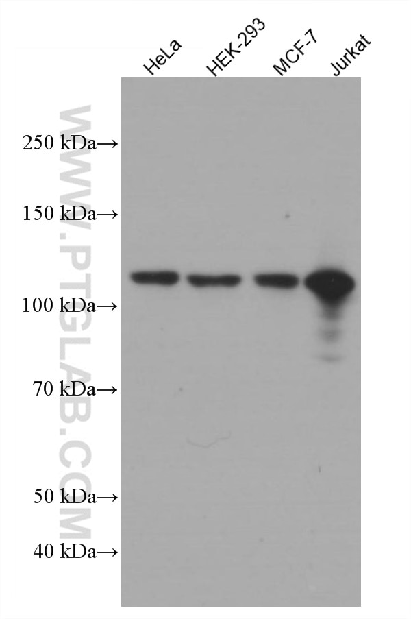 Western Blot (WB) analysis of various lysates using HSPH1 Monoclonal antibody (66723-1-Ig)