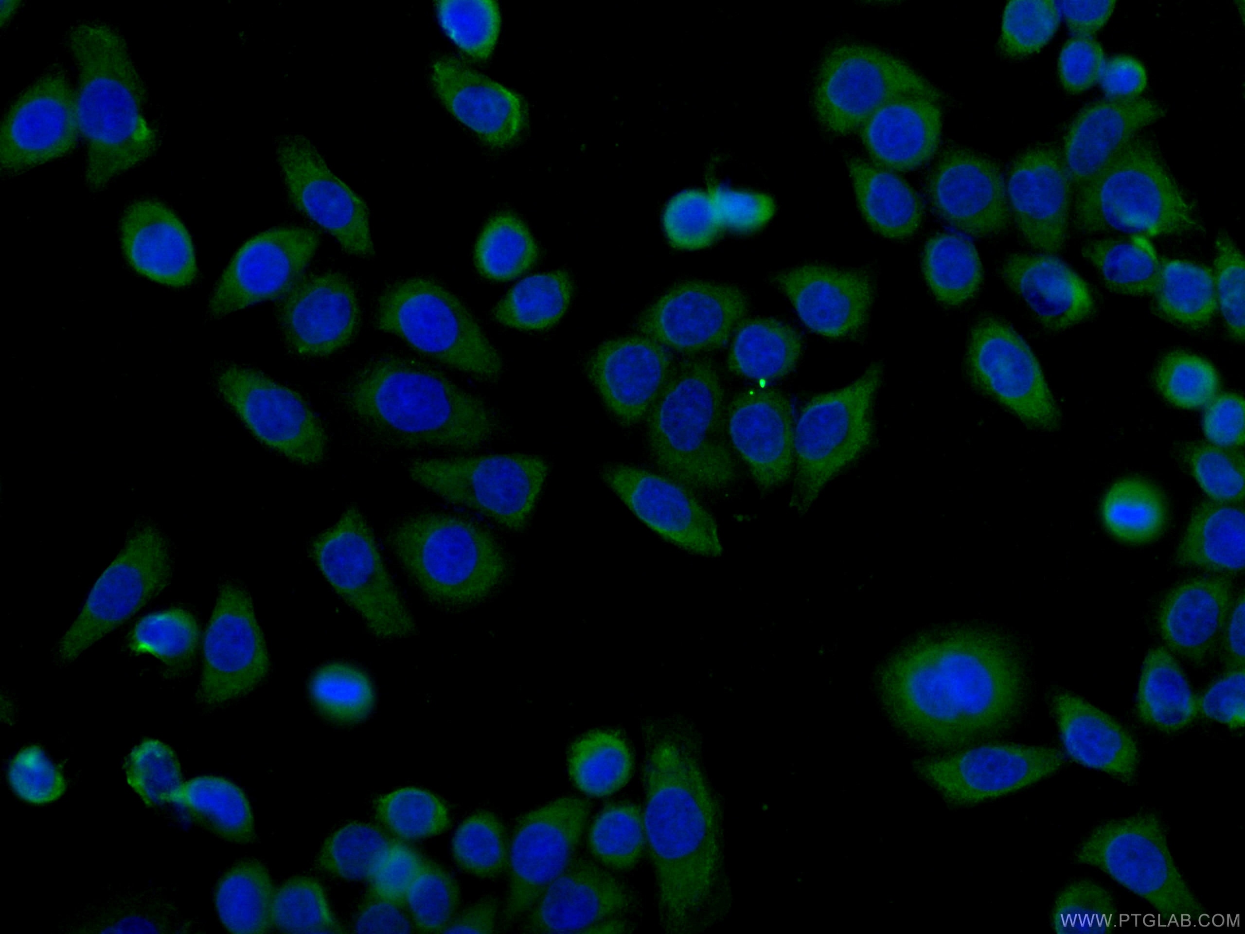 IF Staining of HeLa using CL488-66723