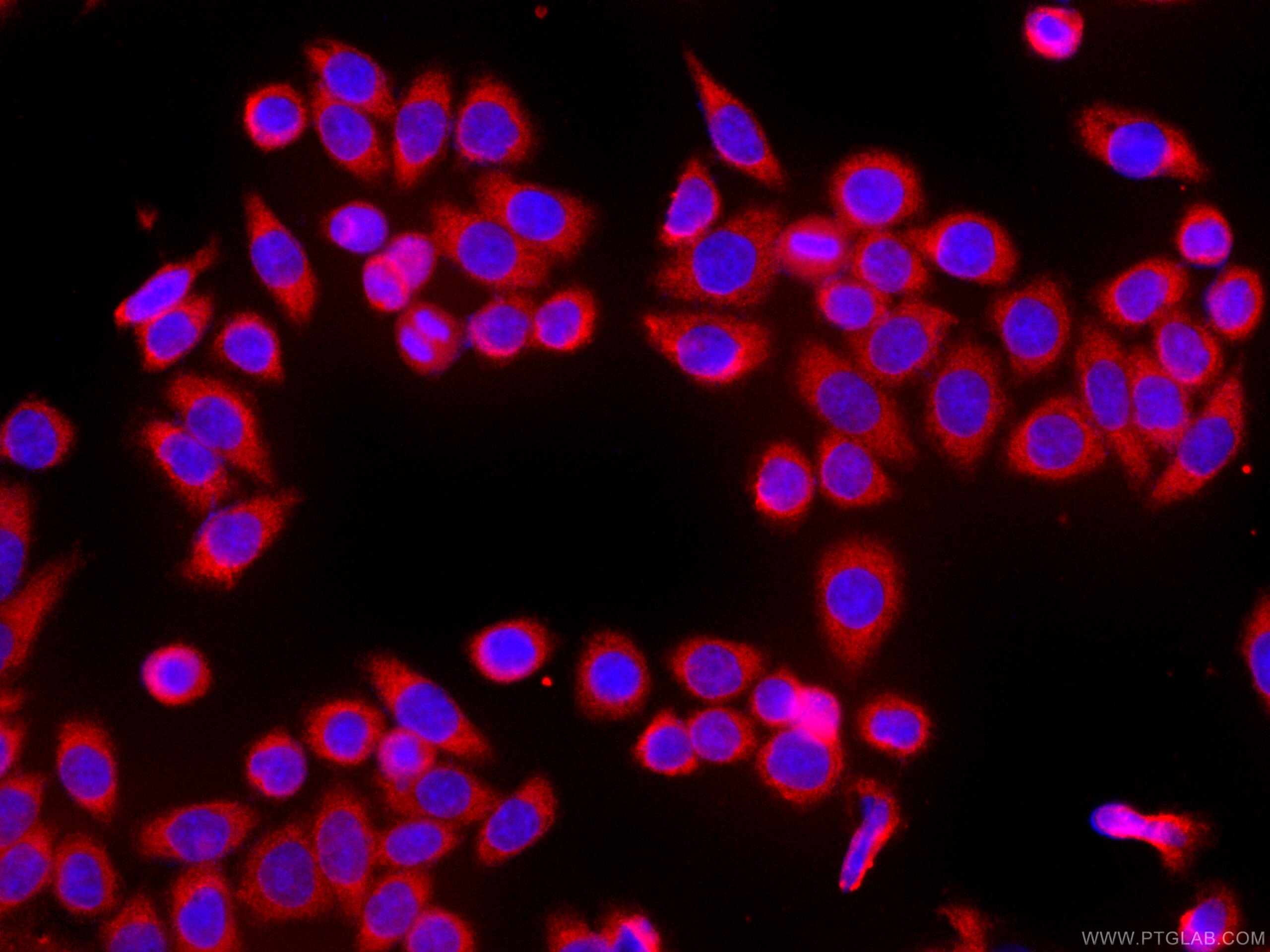 Immunofluorescence (IF) / fluorescent staining of HeLa cells using CoraLite®594-conjugated HSPH1 Monoclonal antibody (CL594-66723)