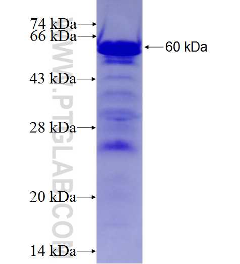 HSPH1 fusion protein Ag27521 SDS-PAGE