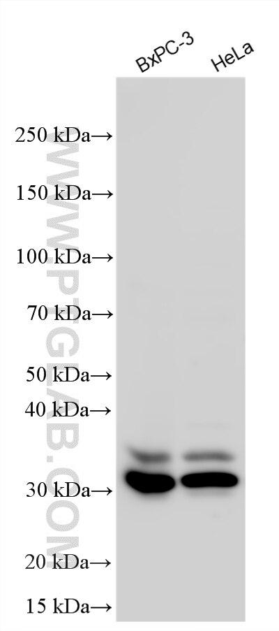 Western Blot (WB) analysis of various lysates using TIP30 Polyclonal antibody (10251-1-AP)