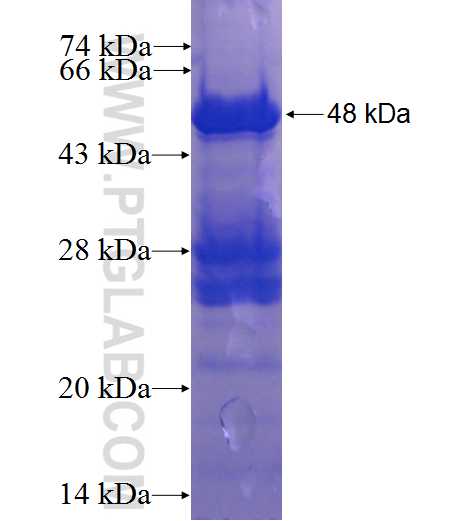 TIP30 fusion protein Ag0353 SDS-PAGE