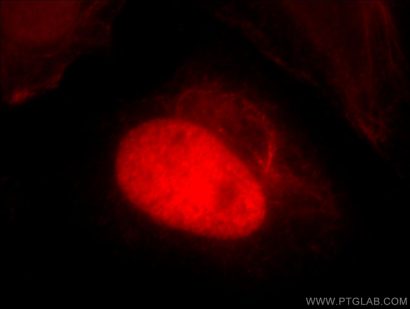 Immunofluorescence (IF) / fluorescent staining of HeLa cells using HTATSF1 Polyclonal antibody (20805-1-AP)