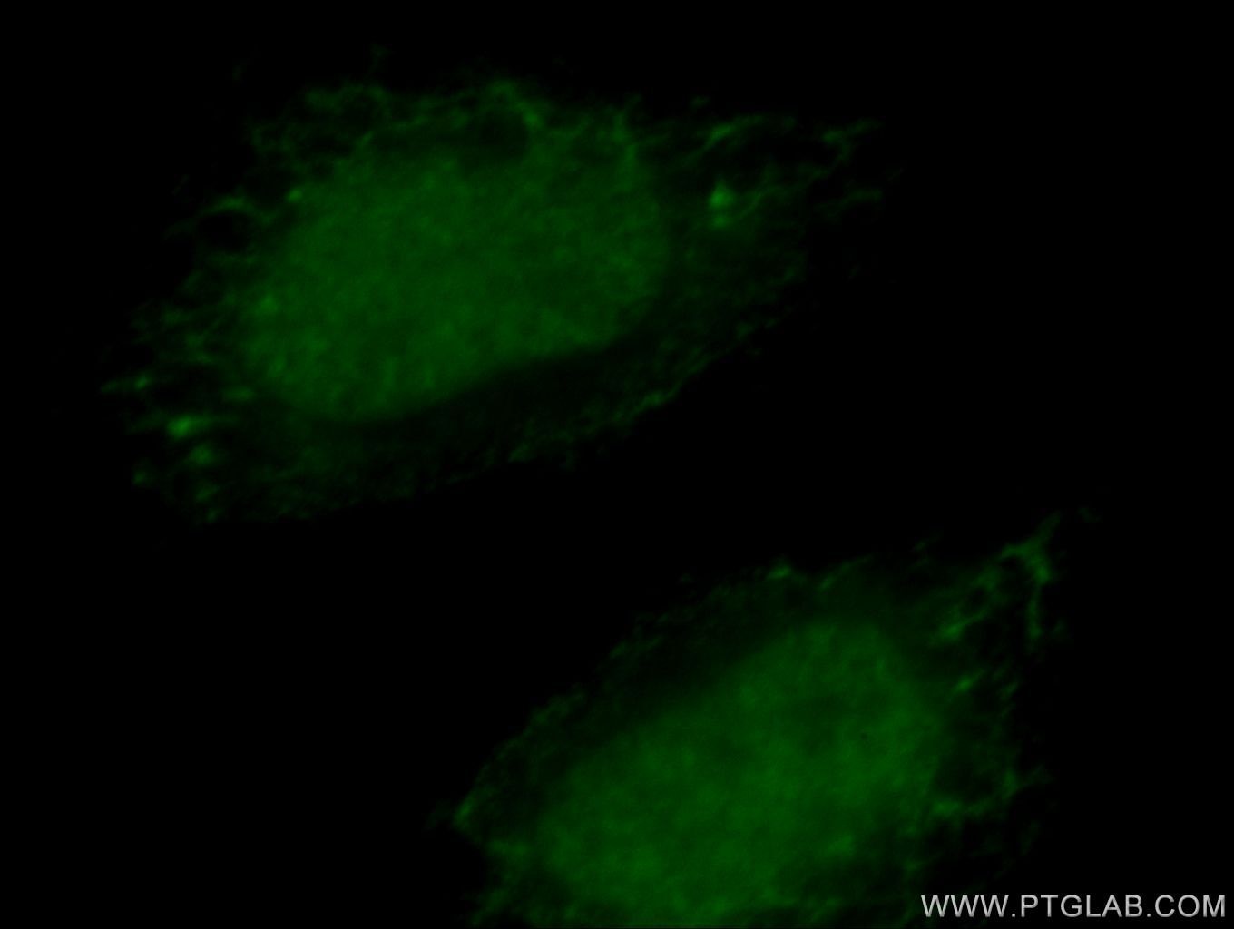 Immunofluorescence (IF) / fluorescent staining of HeLa cells using HTATSF1 Polyclonal antibody (20805-1-AP)