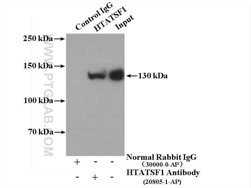 Immunoprecipitation (IP) experiment of HepG2 cells using HTATSF1 Polyclonal antibody (20805-1-AP)