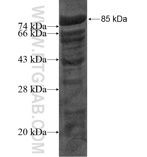 HTATSF1 fusion protein Ag14744 SDS-PAGE