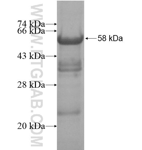 HTATSF1 fusion protein Ag14805 SDS-PAGE