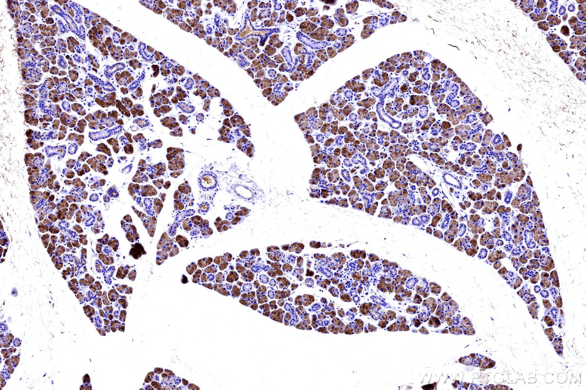 IHC staining of mouse salivary gland using 16261-1-AP (same clone as 16261-1-PBS) Immunohistochemistry (IHC) staining of mouse salivary gland tissue using HTN3 Polyclonal antibody (16261-1-AP)