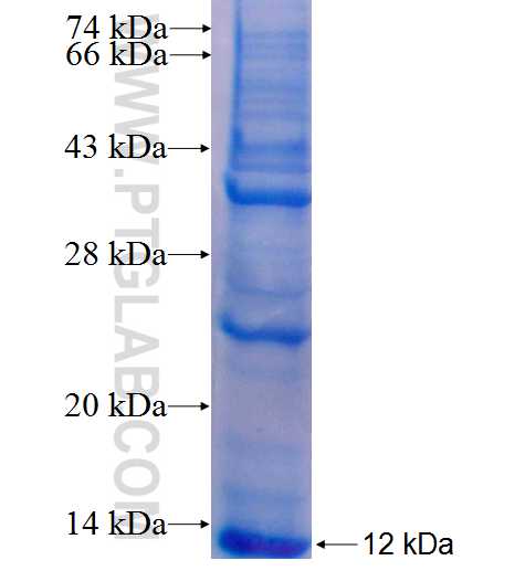 HTN3 fusion protein Ag9302 SDS-PAGE