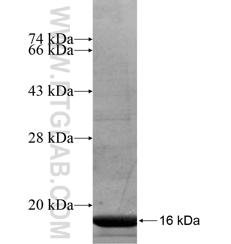 HTR1B fusion protein Ag16753 SDS-PAGE