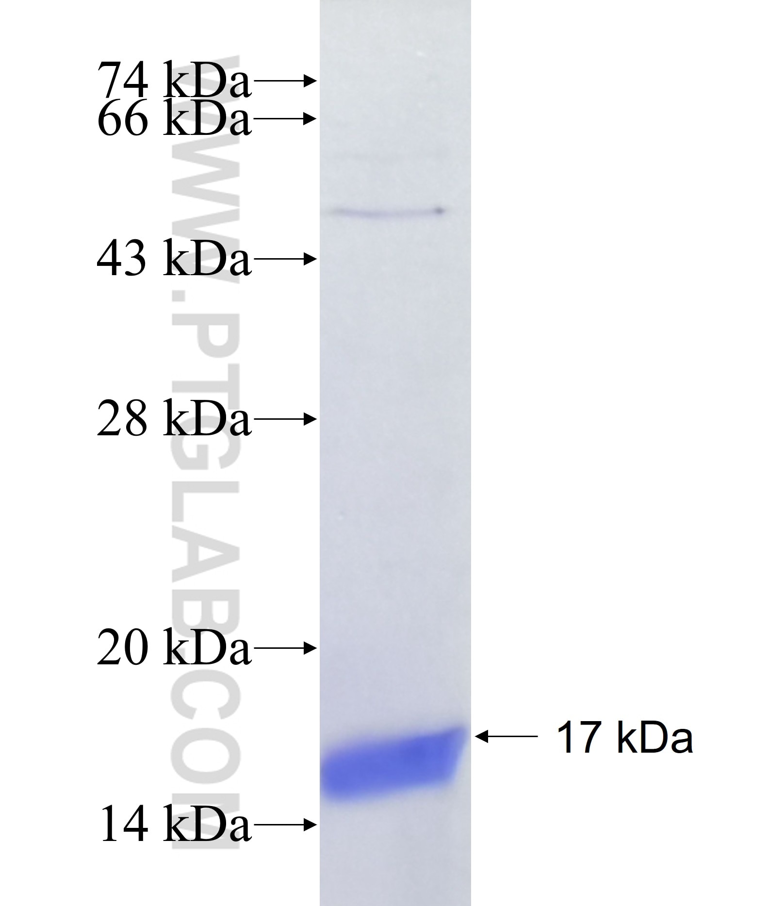 HTR1E fusion protein Ag38966 SDS-PAGE HTR1E fusion protein Ag38966 SDS-PAGE