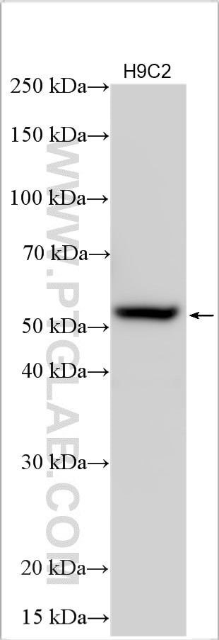 Western Blot (WB) analysis of various lysates using 5HT2A Receptor Polyclonal antibody (26438-1-AP)