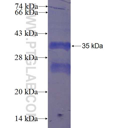 HTR2A fusion protein Ag24056 SDS-PAGE