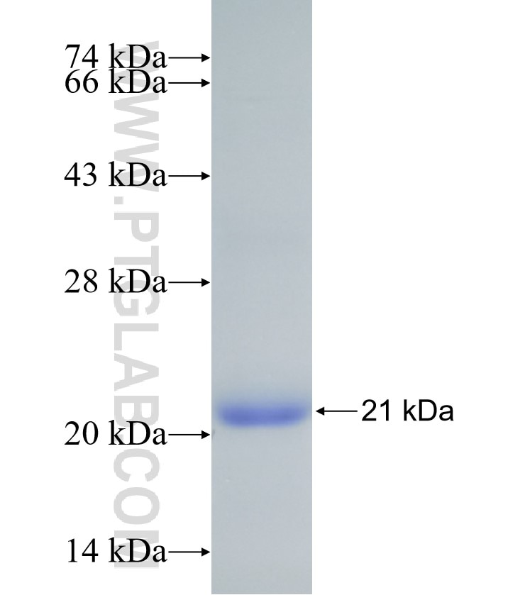 HTR2A fusion protein Ag24447 SDS-PAGE