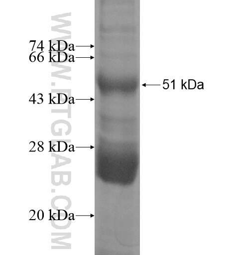 HTR2A fusion protein Ag12401 SDS-PAGE