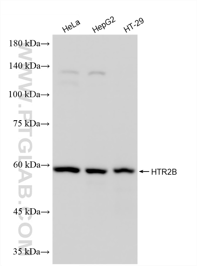 Western Blot (WB) analysis of various lysates using HTR2B Recombinant monoclonal antibody (87277-1-RR)