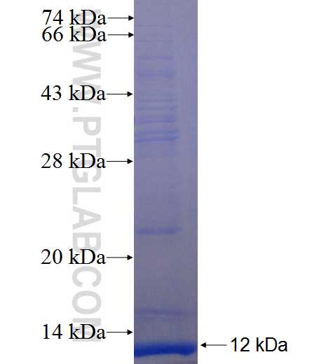 HTR2B fusion protein Ag24007 SDS-PAGE