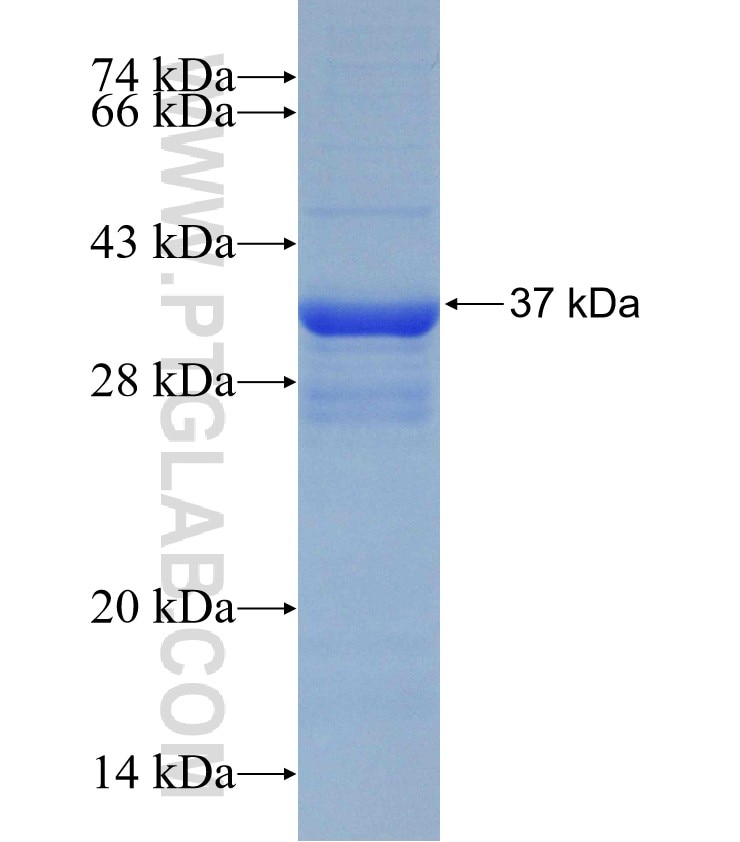 HTR3A fusion protein Ag31317 SDS-PAGE