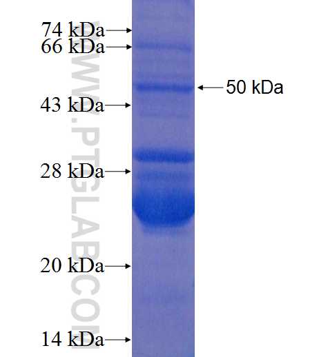 HTR3A fusion protein Ag0289 SDS-PAGE