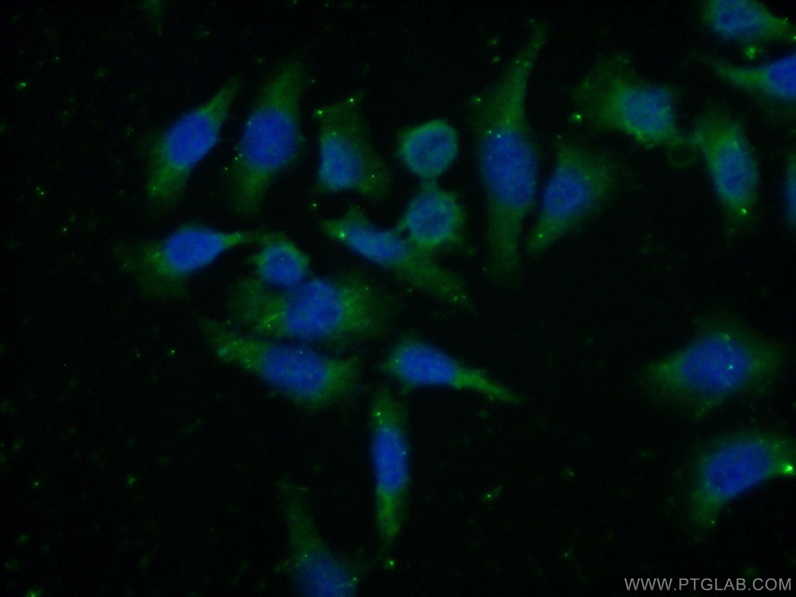 Immunofluorescence (IF) / fluorescent staining of HeLa cells using HTR4 Polyclonal antibody (21165-1-AP)