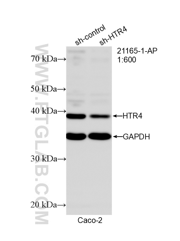 Western Blot (WB) analysis of Caco-2 cells using HTR4 Polyclonal antibody (21165-1-AP)