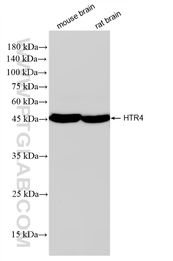 Western Blot (WB) analysis of various lysates using HTR4 Recombinant monoclonal antibody (85083-3-RR)