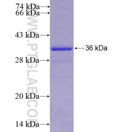 HTR4 fusion protein Ag15226 SDS-PAGE