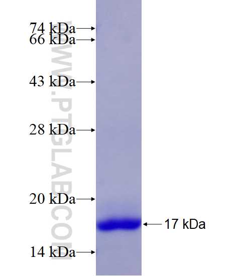 HTR4 fusion protein Ag15399 SDS-PAGE