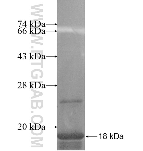 HTR6 fusion protein Ag15396 SDS-PAGE
