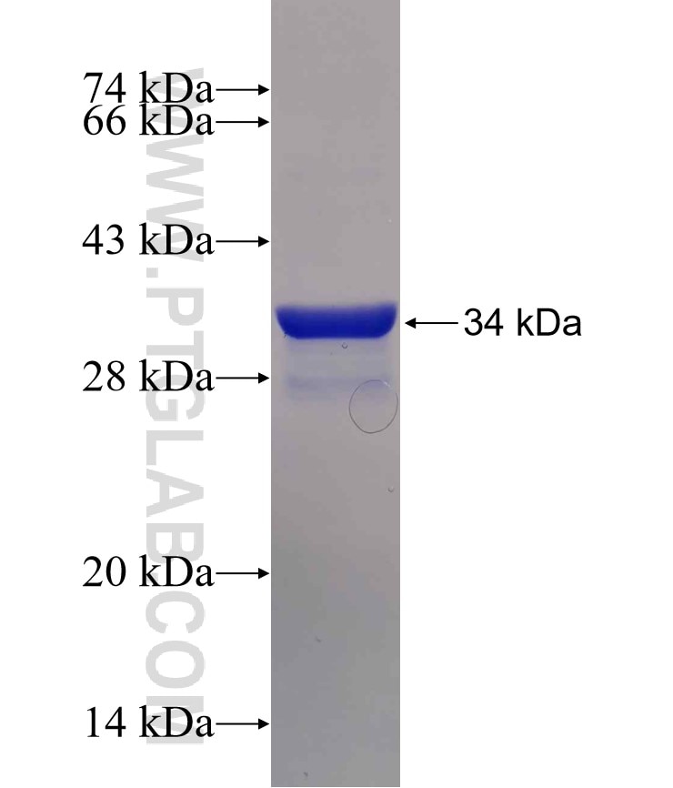 HTR7 fusion protein Ag30856 SDS-PAGE